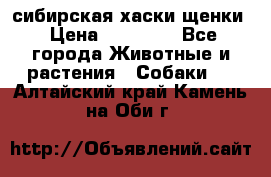 сибирская хаски щенки › Цена ­ 10 000 - Все города Животные и растения » Собаки   . Алтайский край,Камень-на-Оби г.